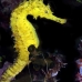 seahorse_tigertail_rr_sur_v_0991_tha2499.jpg